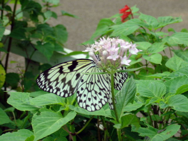 Butterfly Sanctuary